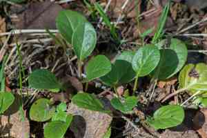 Wintergreens (Pyrola)(Pyrola)