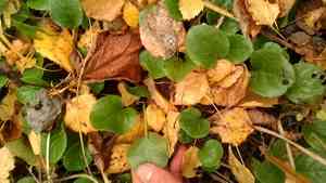 Wintergreens (Pyrola)(Pyrola)