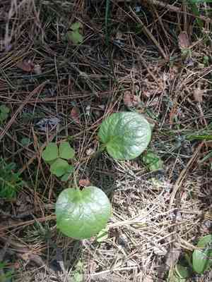 Wintergreens (Pyrola)(Pyrola)