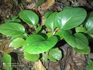Wintergreens (Pyrola)(Pyrola)
