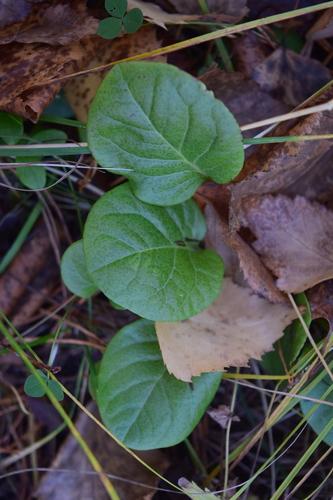 Wintergreens (Pyrola) (Pyrola) Care Guide: Pests, Diseases, Watering ...