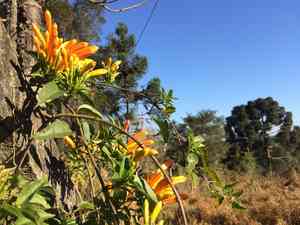 Flamevine(Pyrostegia venusta)