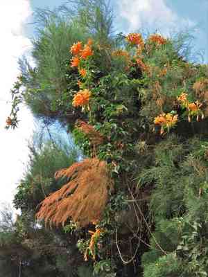 Flamevine(Pyrostegia venusta)