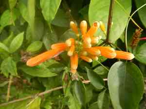 Flamevine(Pyrostegia venusta)