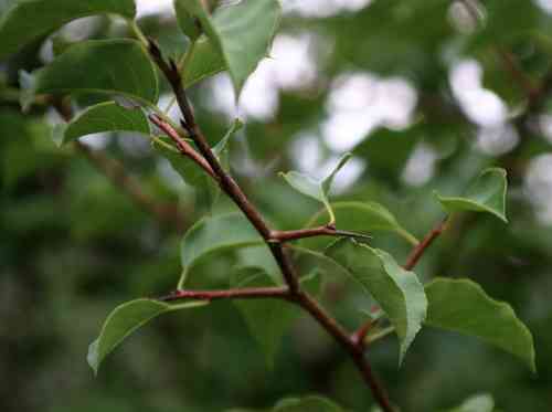 Bradford pear(Pyrus calleryana)