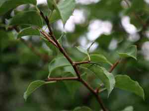 Bradford pear(Pyrus calleryana)