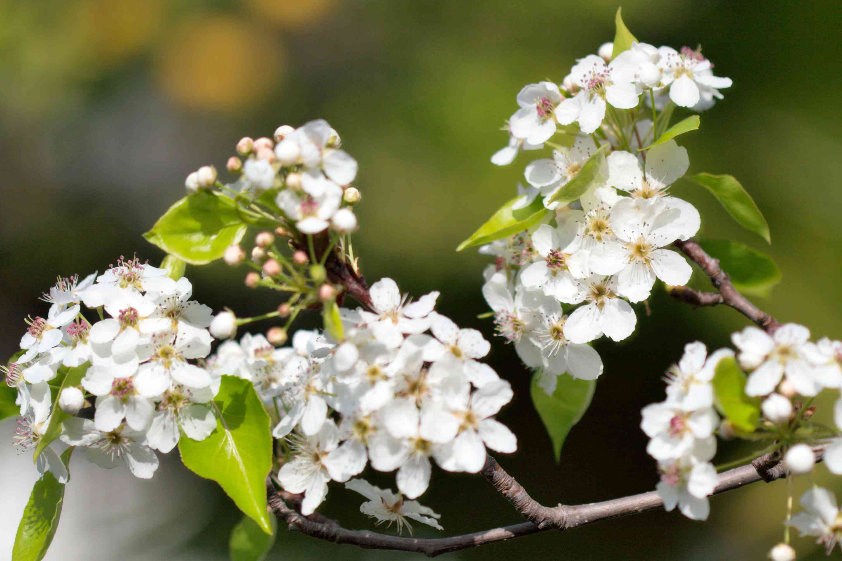Bradford pear(Pyrus calleryana)