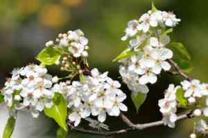 Bradford pear(Pyrus calleryana)