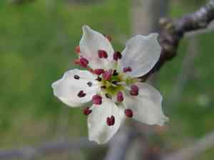 Snow pear(Pyrus nivalis)