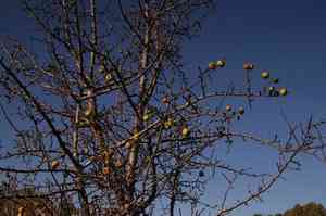 Snow pear(Pyrus nivalis)