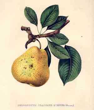 Snow pear(Pyrus nivalis)