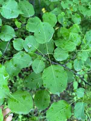 Chinese pear(Pyrus ussuriensis)