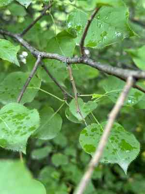 Chinese pear(Pyrus ussuriensis)
