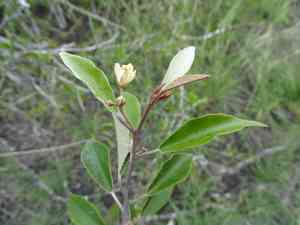 Hoary caper(Quadrella incana)