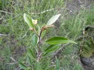 Hoary caper(Quadrella incana)