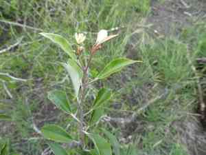 Hoary caper(Quadrella incana)