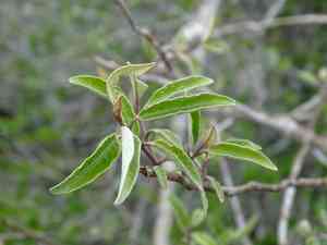 Hoary caper(Quadrella incana)