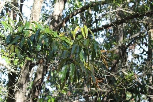 Sawtooth oak(Quercus acutissima)