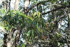 Sawtooth oak(Quercus acutissima)