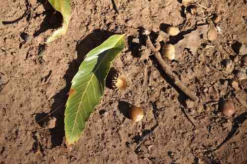 Sawtooth oak(Quercus acutissima)