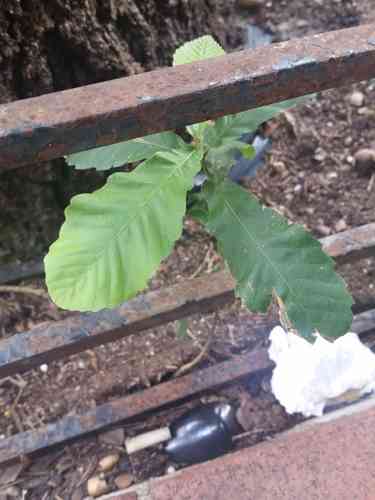 Sawtooth oak(Quercus acutissima)