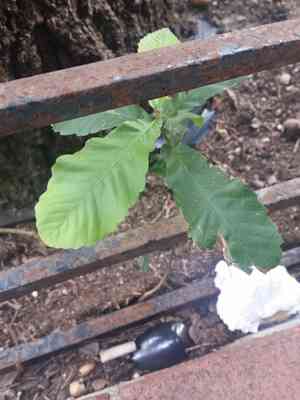 Sawtooth oak(Quercus acutissima)
