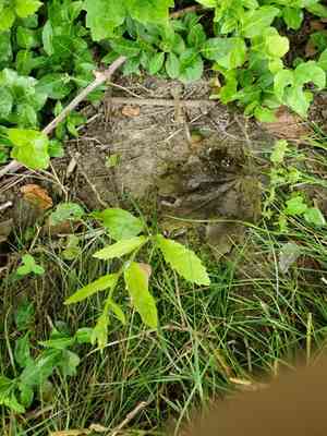 Sawtooth oak(Quercus acutissima)