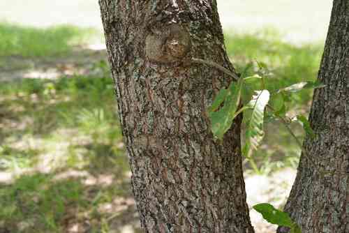 Sawtooth oak(Quercus acutissima)