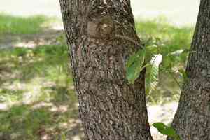 Sawtooth oak(Quercus acutissima)
