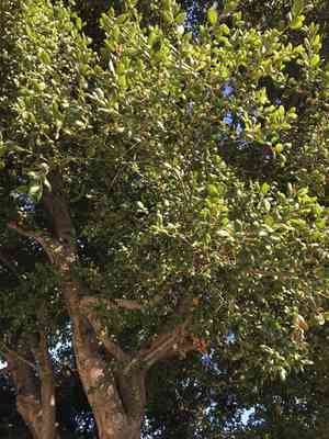 Coast live oak(Quercus agrifolia)