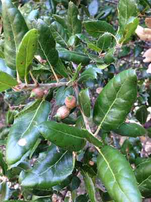 Coast live oak(Quercus agrifolia)