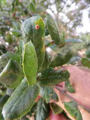 Coast live oak(Quercus agrifolia)
