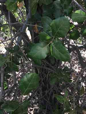 Coast live oak(Quercus agrifolia)