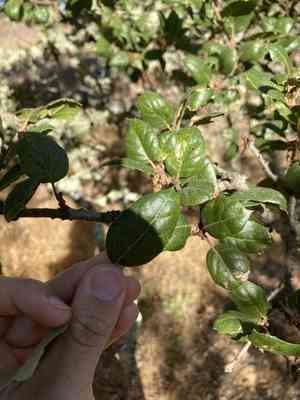Coast live oak(Quercus agrifolia)