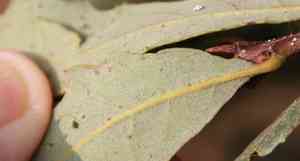 California scrub oak(Quercus berberidifolia)