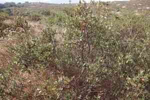 California scrub oak(Quercus berberidifolia)