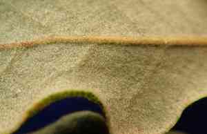 California scrub oak(Quercus berberidifolia)