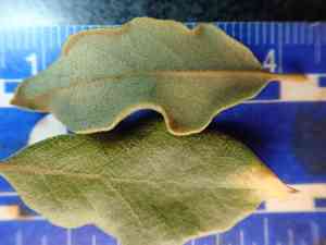 California scrub oak(Quercus berberidifolia)
