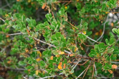 California scrub oak