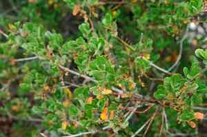 California scrub oak(Quercus berberidifolia)