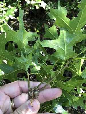 Texas red oak(Quercus buckleyi)