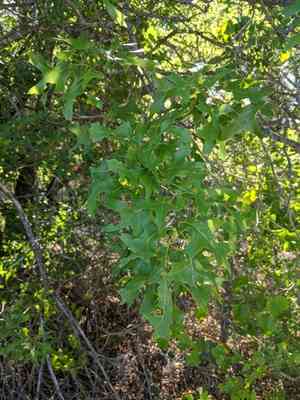Texas red oak(Quercus buckleyi)