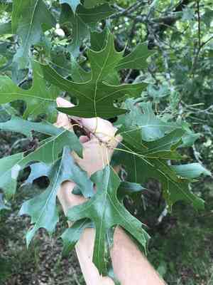 Texas red oak(Quercus buckleyi)