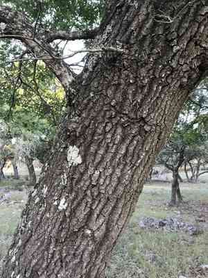 Texas red oak(Quercus buckleyi)