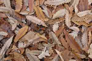 Chestnut-leaved oak(Quercus castaneifolia)
