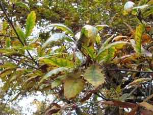Chestnut-leaved oak(Quercus castaneifolia)