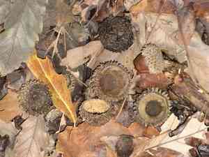 Chestnut-leaved oak(Quercus castaneifolia)