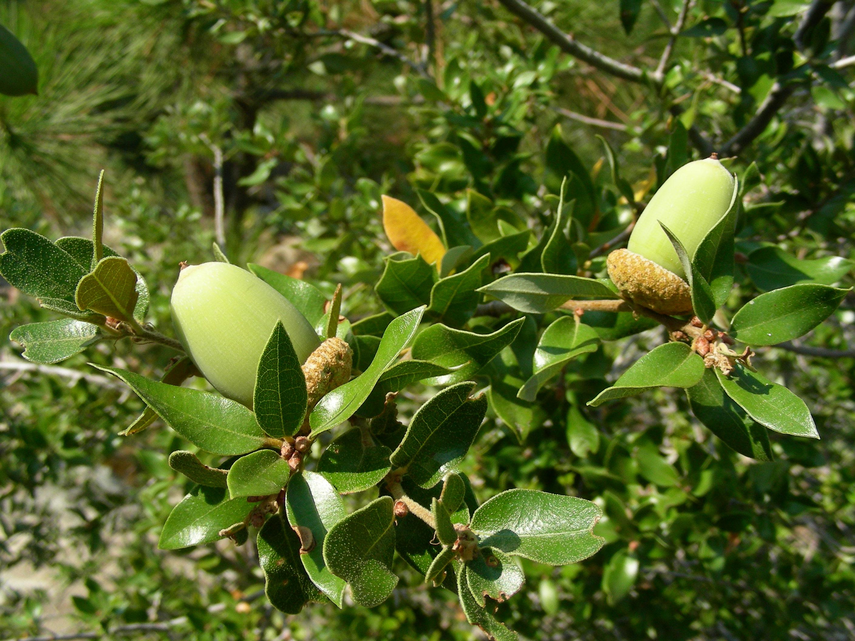 Canyon live oak(Quercus chrysolepis)