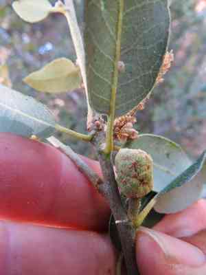 Canyon live oak(Quercus chrysolepis)