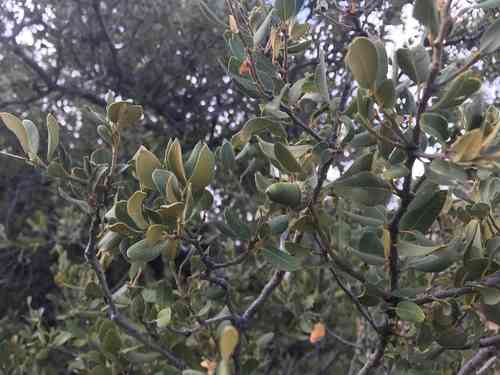 Canyon live oak(Quercus chrysolepis)